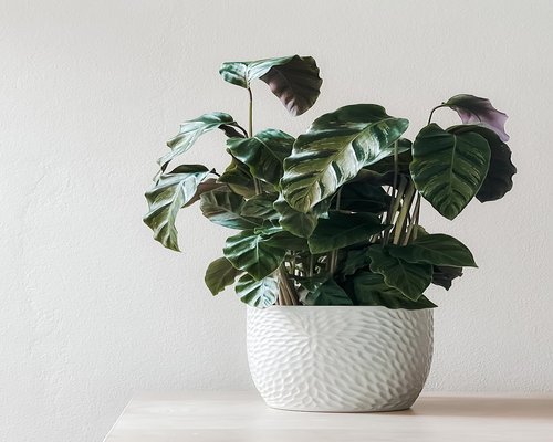 Minimalist home decor with natural plants
